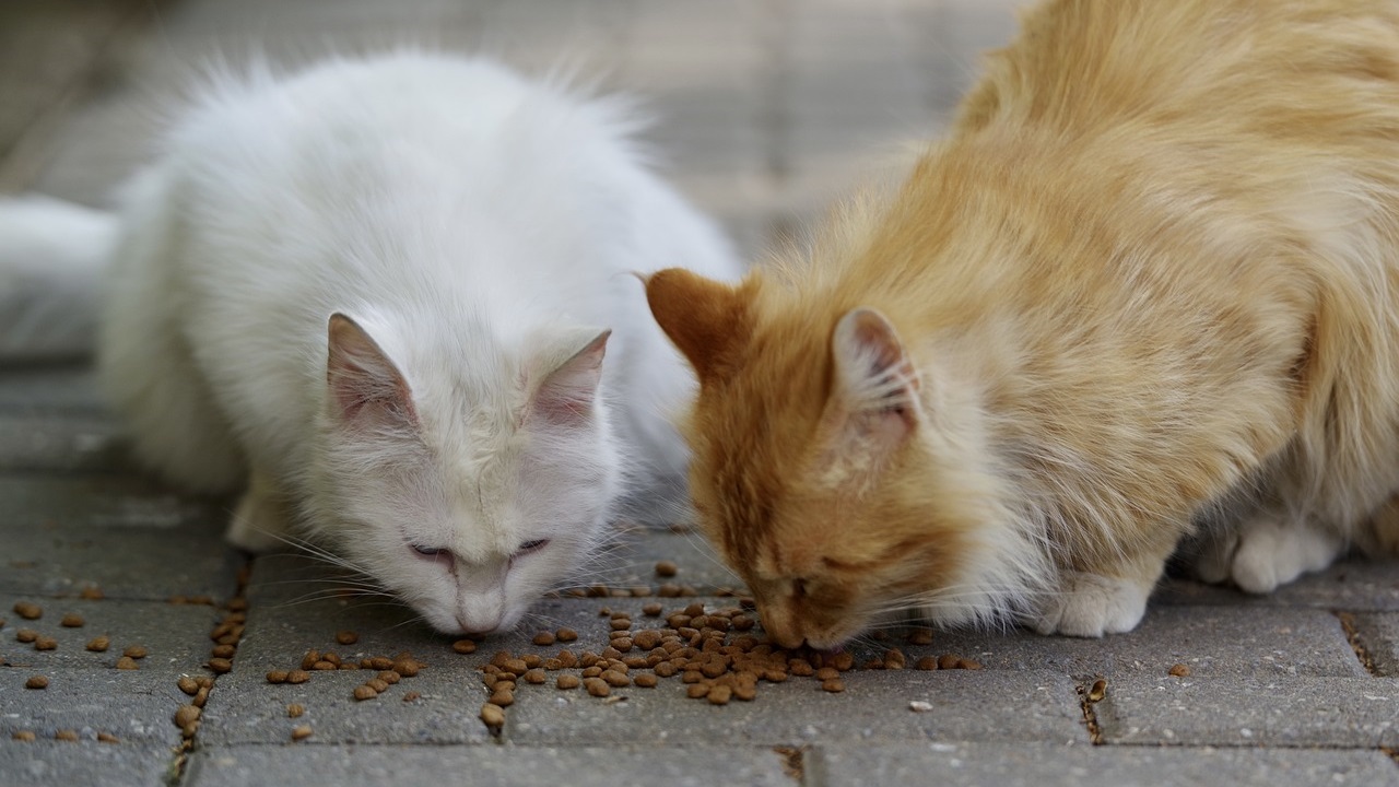 gatti mangiano in strada