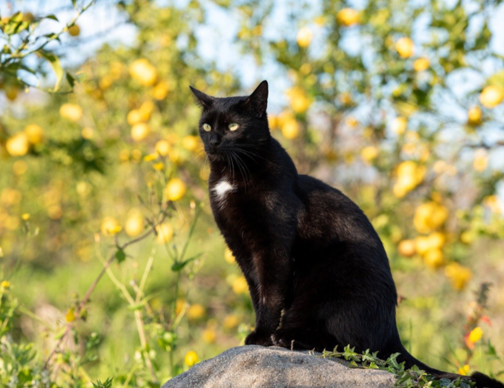 Gatto in posa