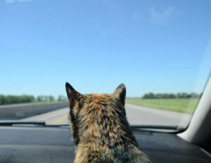 Come si fa a decidere se portare il gatto in vacanza o lasciarlo a casa?