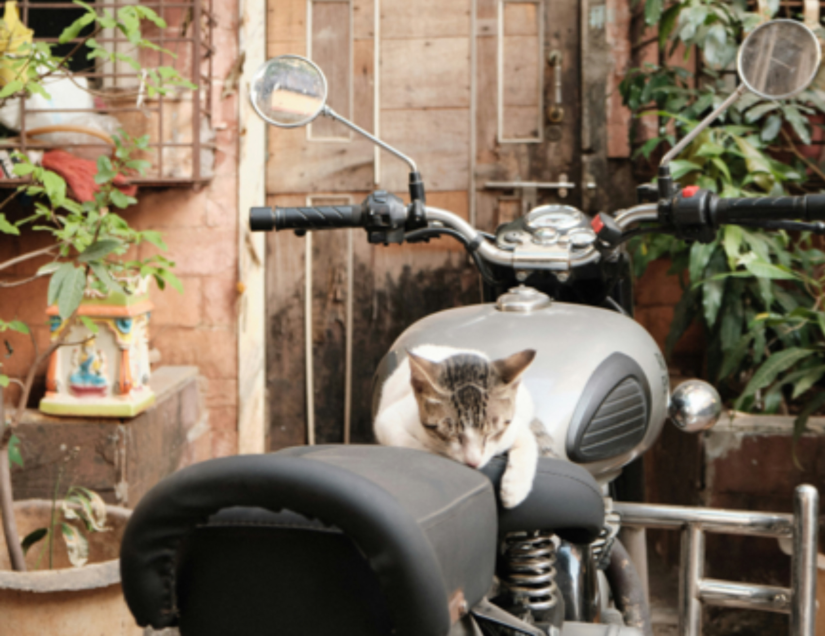 Gatto sulla moto