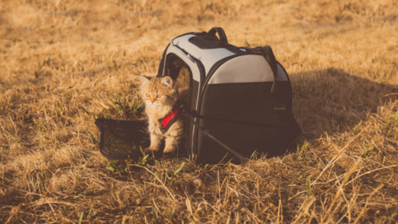 Gatto fuori dal trasportino