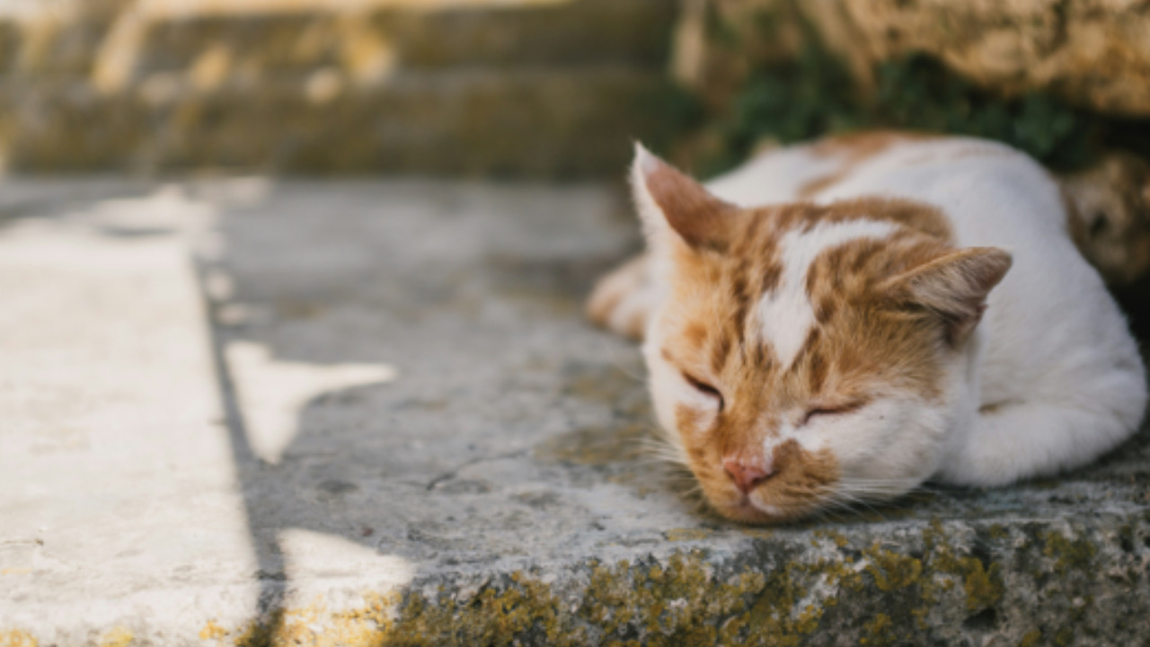 Gatto a terra