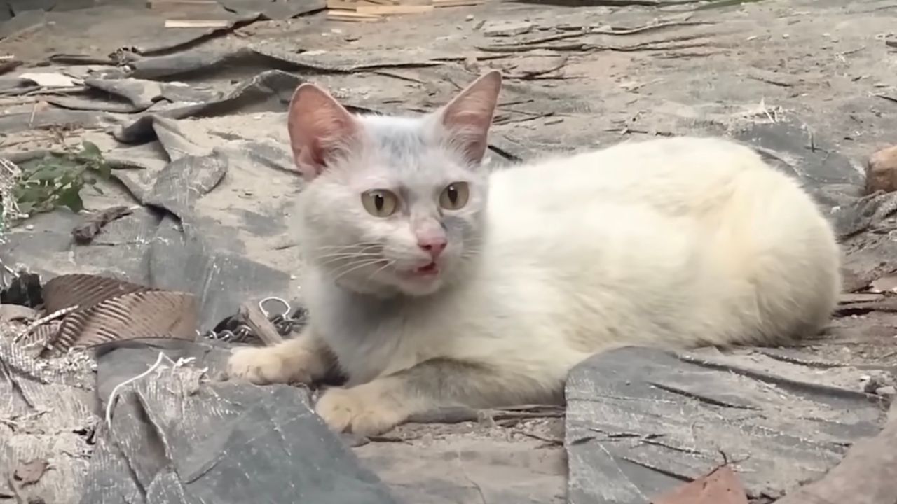 Gatta dal pelo bianco