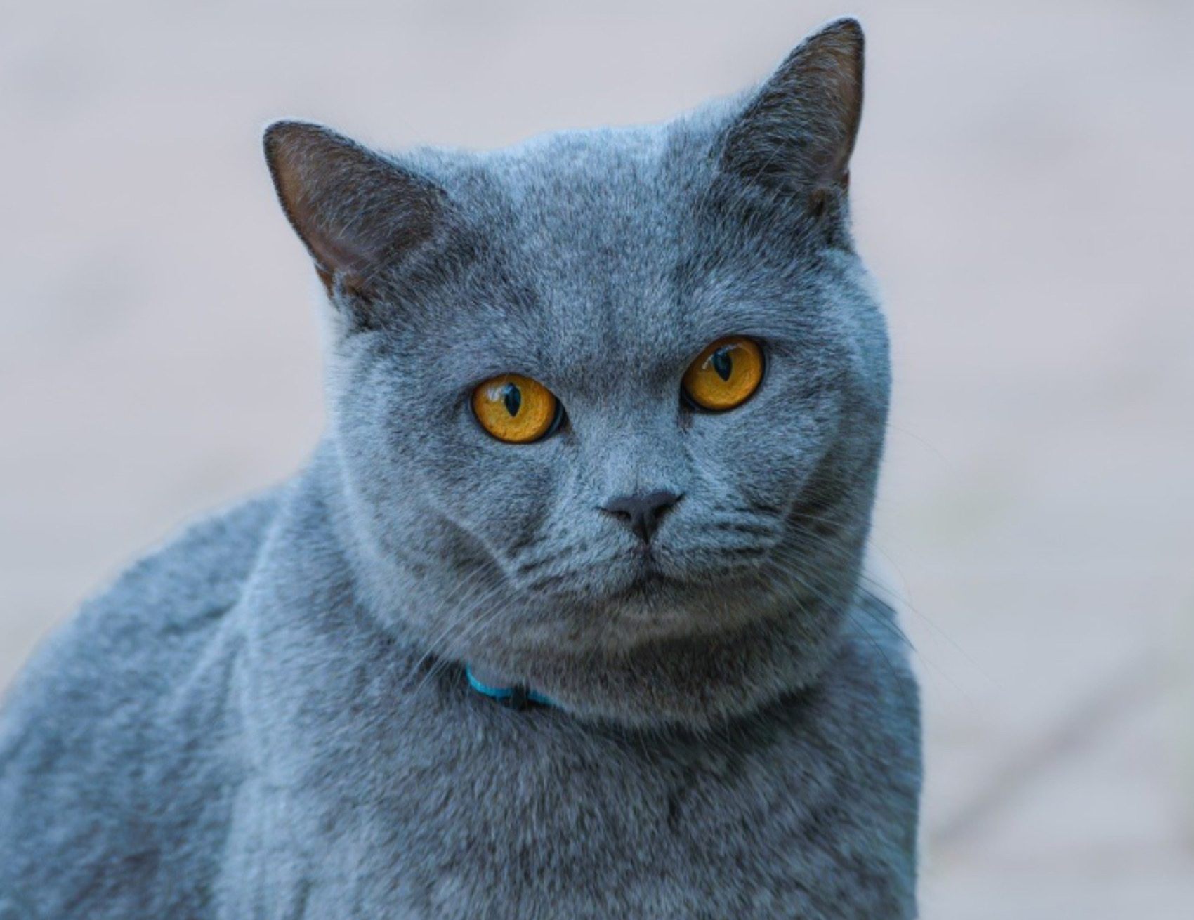 Gatto guarda avanti