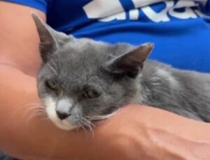 Dopo il dolore per la perdita del loro gatto la coppia va in rifugio e torna con un micio dalle caratteristiche speciali