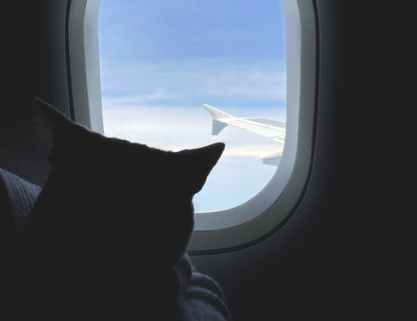 Gatto sta in aereo