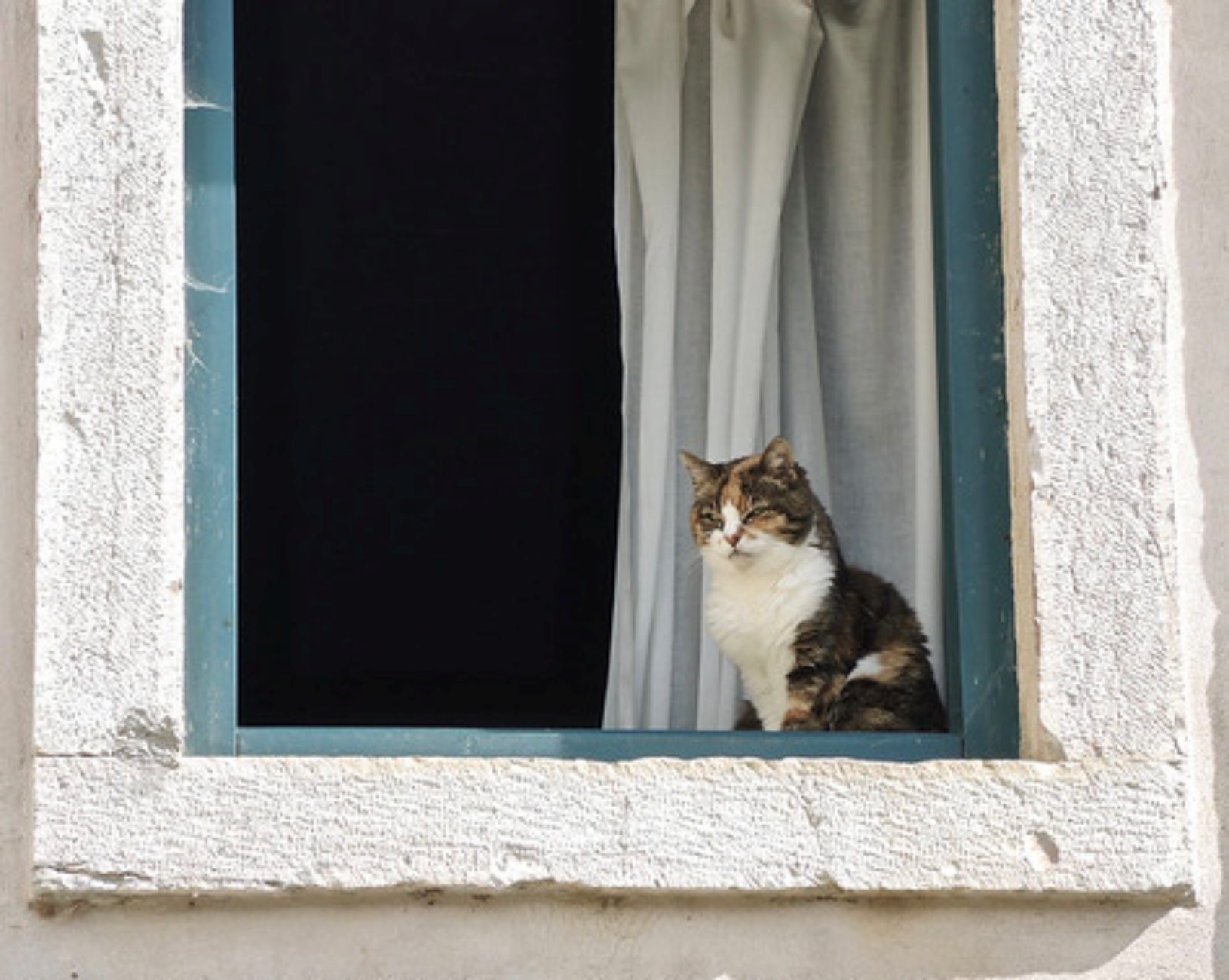 gatto alla finestra