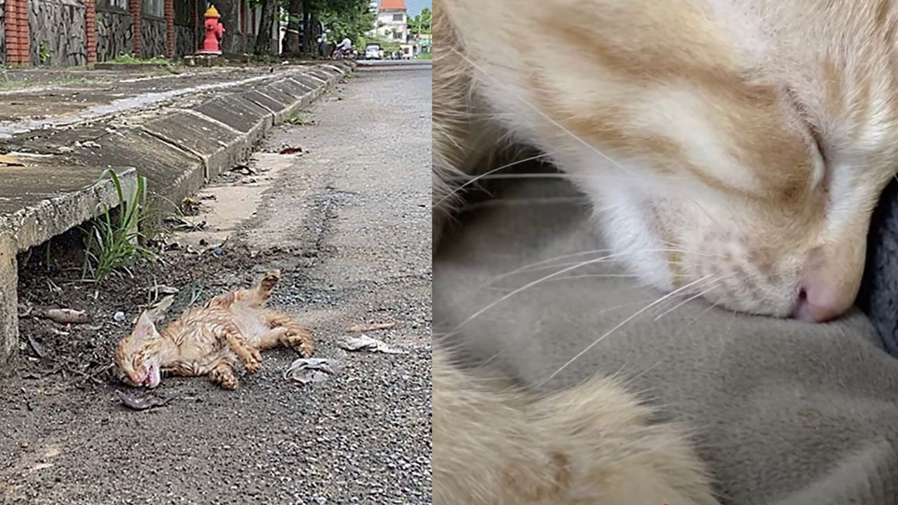 Gatto tolto dalla strada e portato dal veterinario