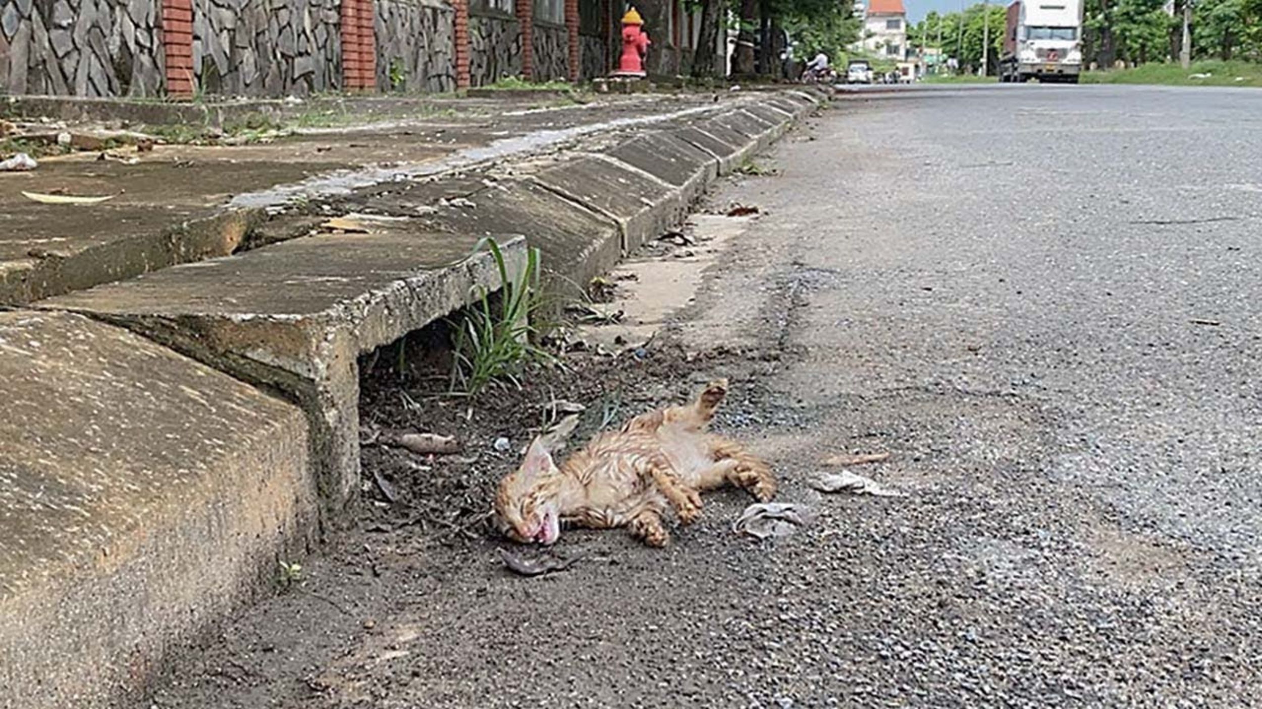 Gatto sul ciglio della strada