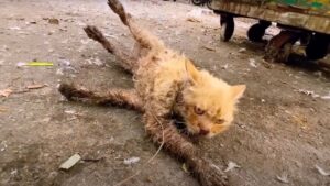 Hanno trovato questo gatto immobile accanto alla spazzatura, ma dopo è accaduto qualcosa di magico – Video