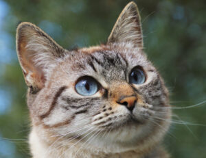 I gatti possono davvero essere inseriti nel nostro testamento?