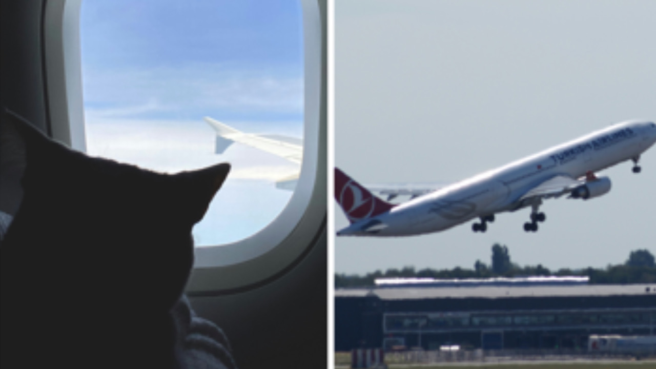 Gatto in aereo