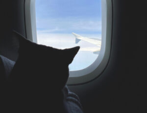 I gatti soffrono se decidiamo di farli viaggiare in aereo?