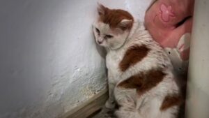 Il gatto di 10 anni è stato abbandonato, ma continua a sperare che il suo padrone lo rivoglia – Video