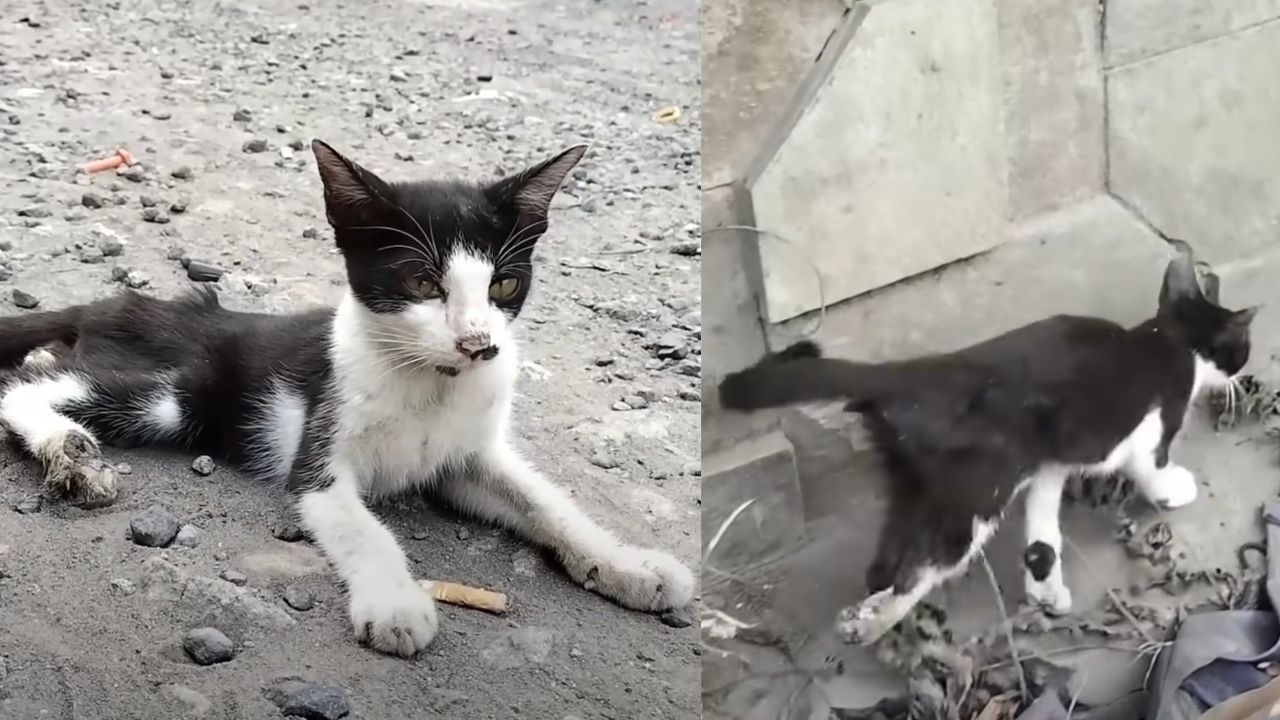 Gatto disabile di pelo bianco e nero