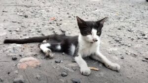 Il gatto disabile arriva alla stazione di servizio con molte ferite, chiedendo aiuto – Video