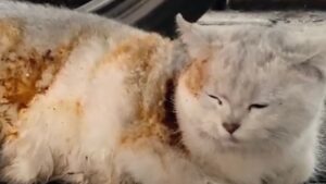 Il gatto ferito soffriva sul marciapiede, ma nessuno sembrava volersi fermare per prendersi cura di lui – Video