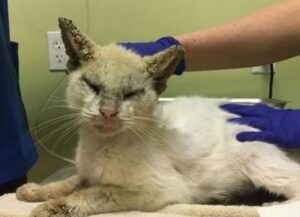 Il gatto reso cieco dalla rogna si riprende e sorprende tutti con il suo sguardo unico