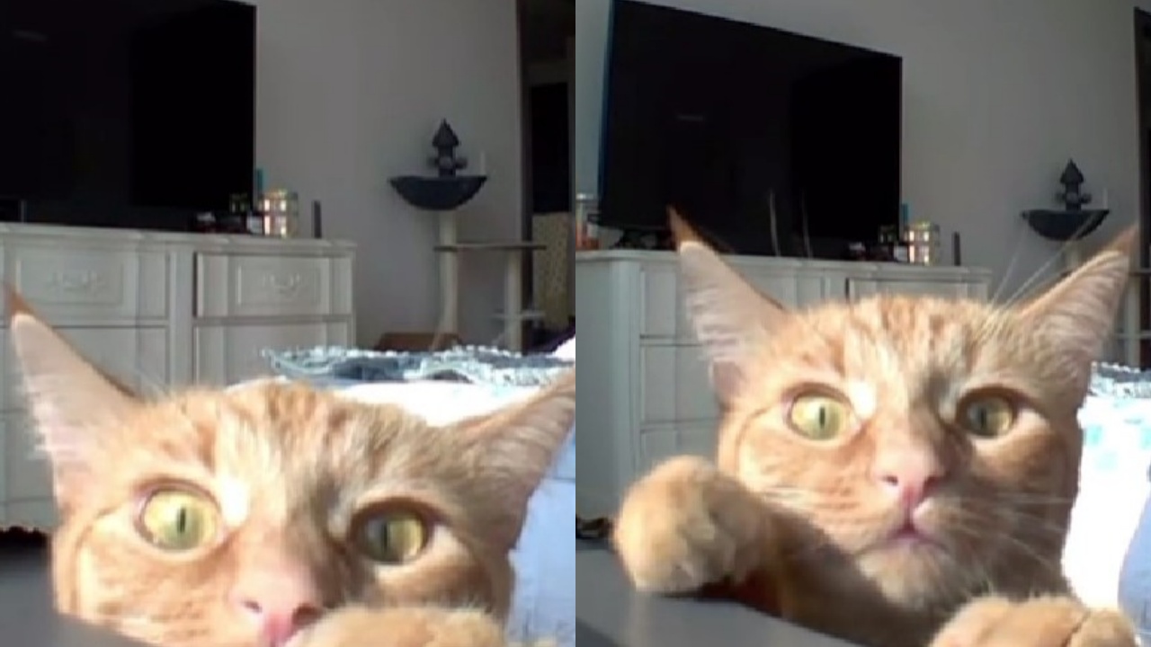 gatto ascolta voce della mamma uscire dalla webcam