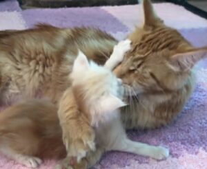 Il minuscolo gattino Maine Coon sta davvero mettendo alla prova mamma gatta e tutti i genitori possono capirla