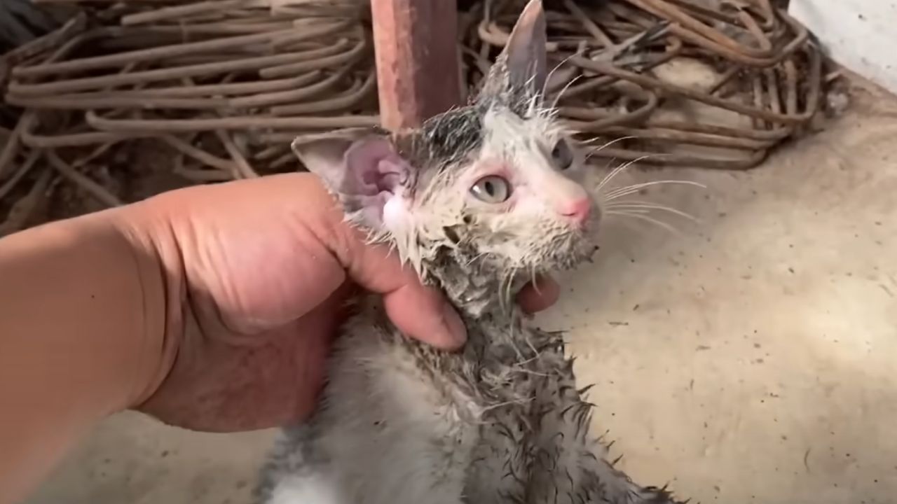 Gatto dal pelo sporco