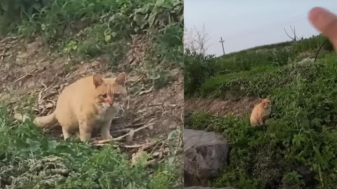 Gatto cieco di strada