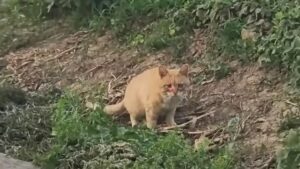 Il povero gatto cieco sopravvive mangiando pesci ormai morti, sperando che qualcuno lo aiuti davvero – Video