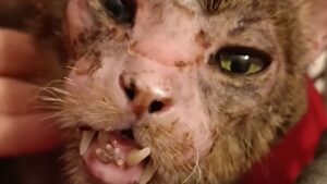 Il povero gatto era in condizioni così estreme che sembrava voler rinunciare a ogni possibilità di vita – Video