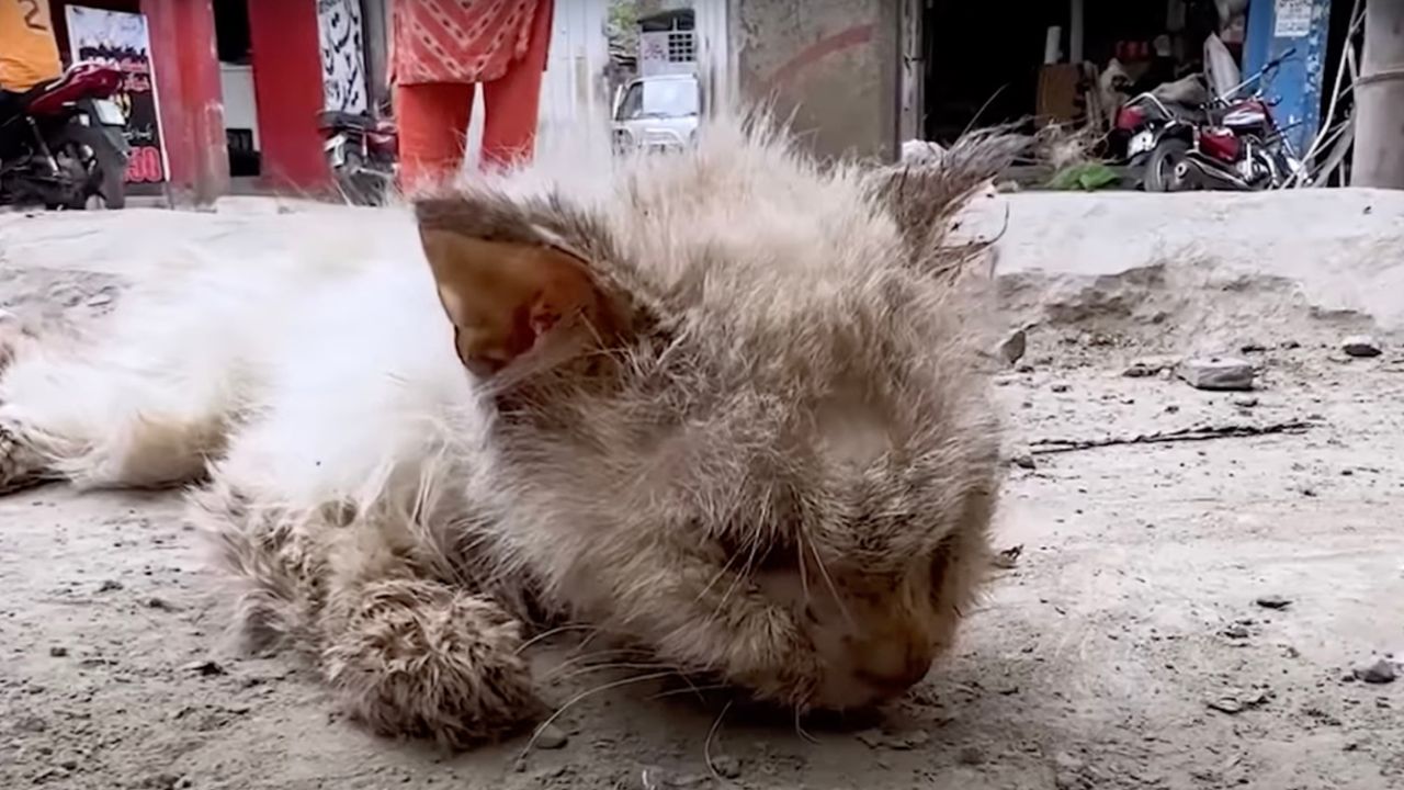 Gatto primo piano