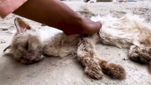 Il povero gatto paralizzato giace inerme sul ciglio della strada: nessuno sembrava curarsi di lui – Video