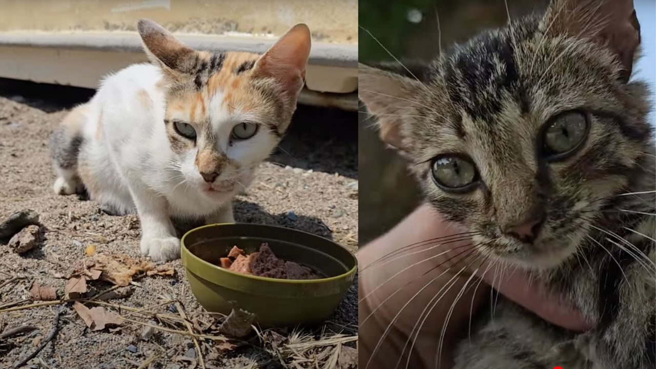 Mamma gatta e uno dei suoi cuccioli