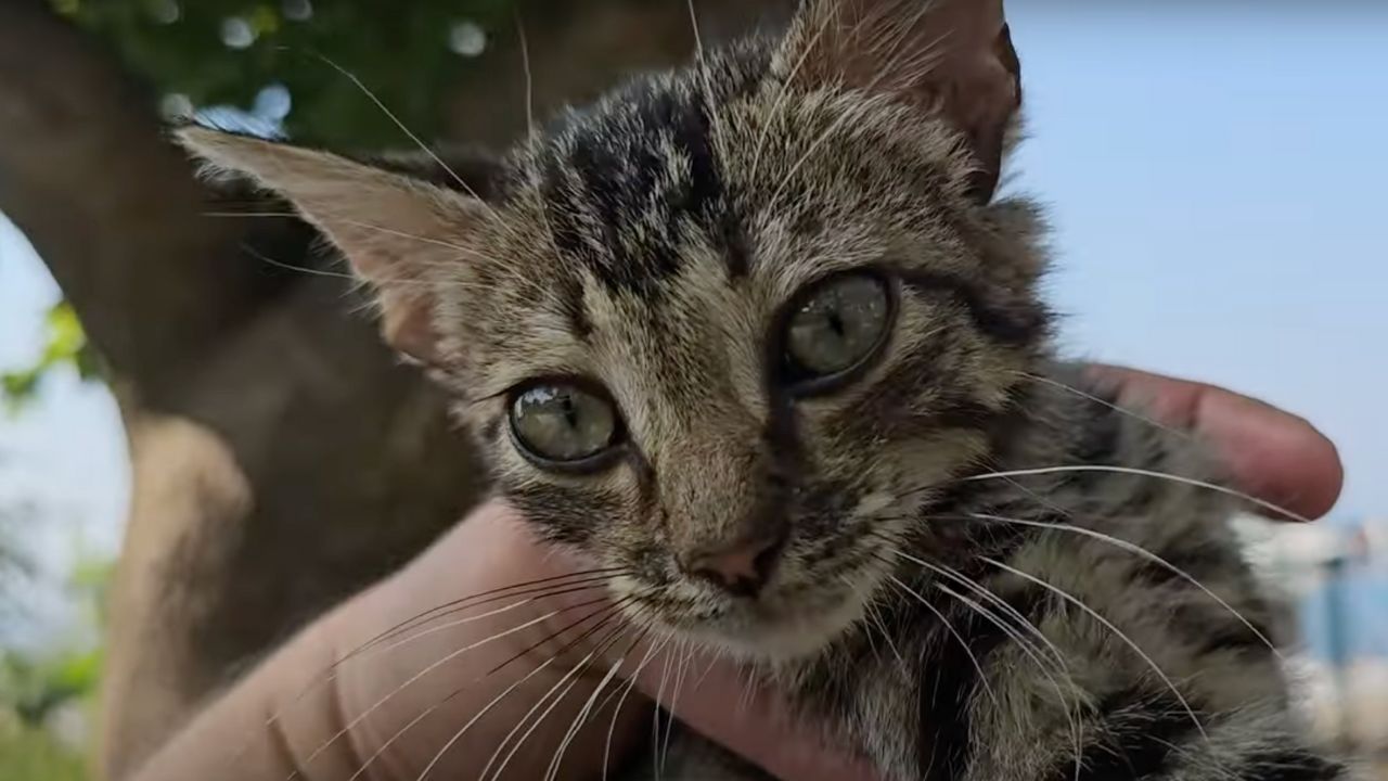 Cucciolo di gatto in primo piano