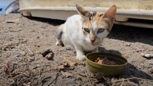 La povera mamma gatta chiedeva disperatamente aiuto per evitare che i suoi gattini diventassero ciechi – Video