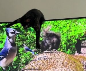 L’istinto di caccia di questo gatto è talmente spiccato che non si ferma neanche di fronte alla tv