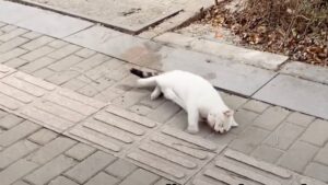 Lo hanno investito e se ne sono andati: il gatto ha cercato di strisciare pur di mettersi al sicuro e salvarsi – Video