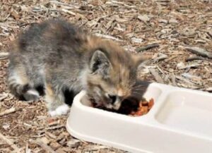 L’uomo è arrivato per caso al parco giochi, non pensava di poter trovare un gattino triste e abbandonato fra le giostre