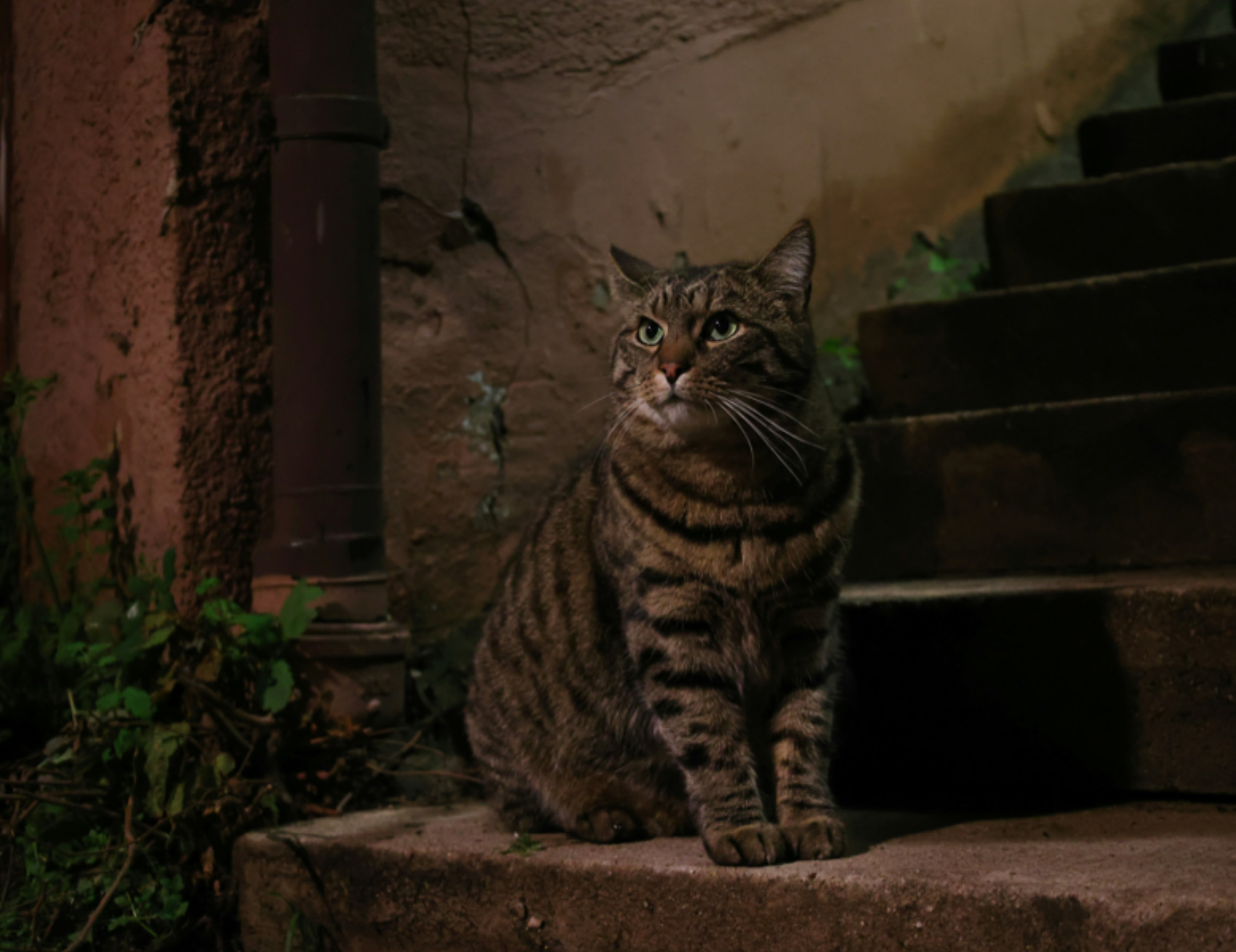 Gatto guarda avanti