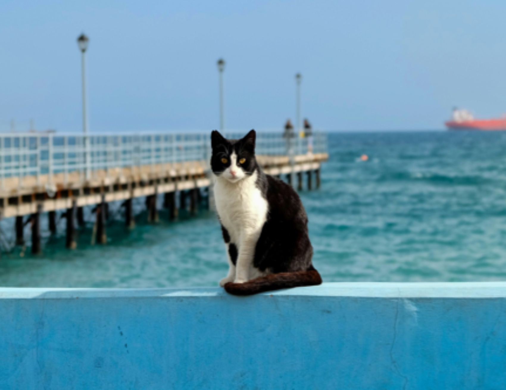 Gatto al porto