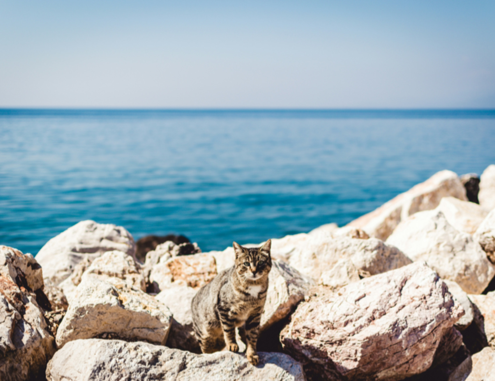 Gatto al mare