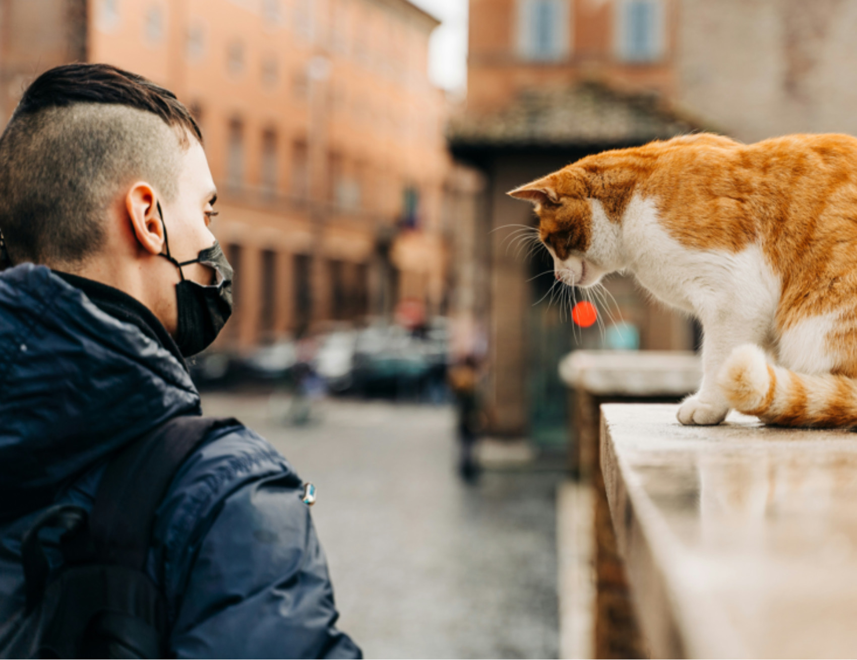 Gatto guarda l’uomo