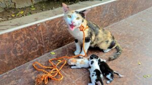 Mamma gatta ha subito qualcosa di indicibile ed è stata poi lasciata per strada, in una zona abbandonata – Video