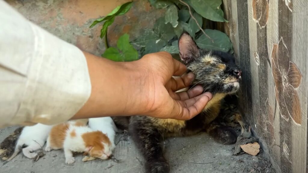 Mamma gatta pensa ai suoi piccoli