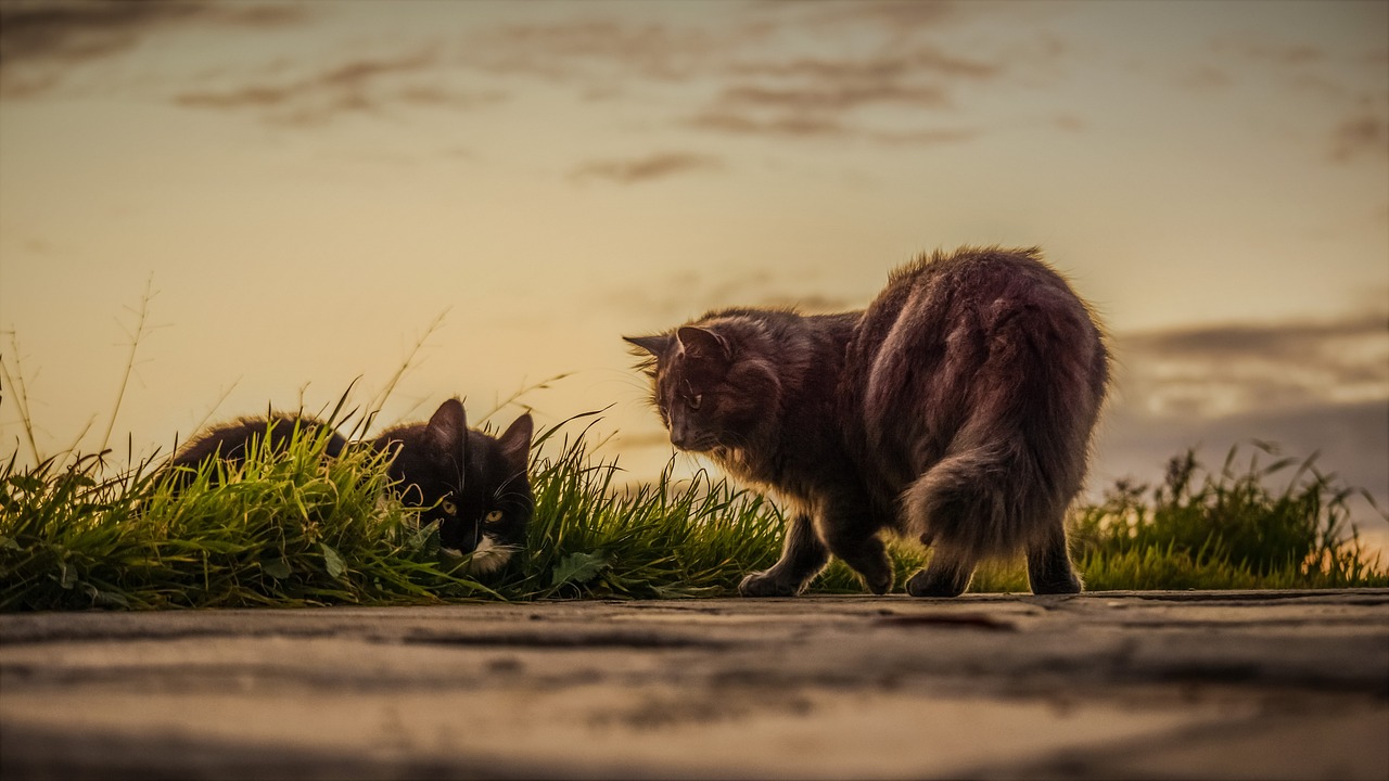 Due gatti nel prato