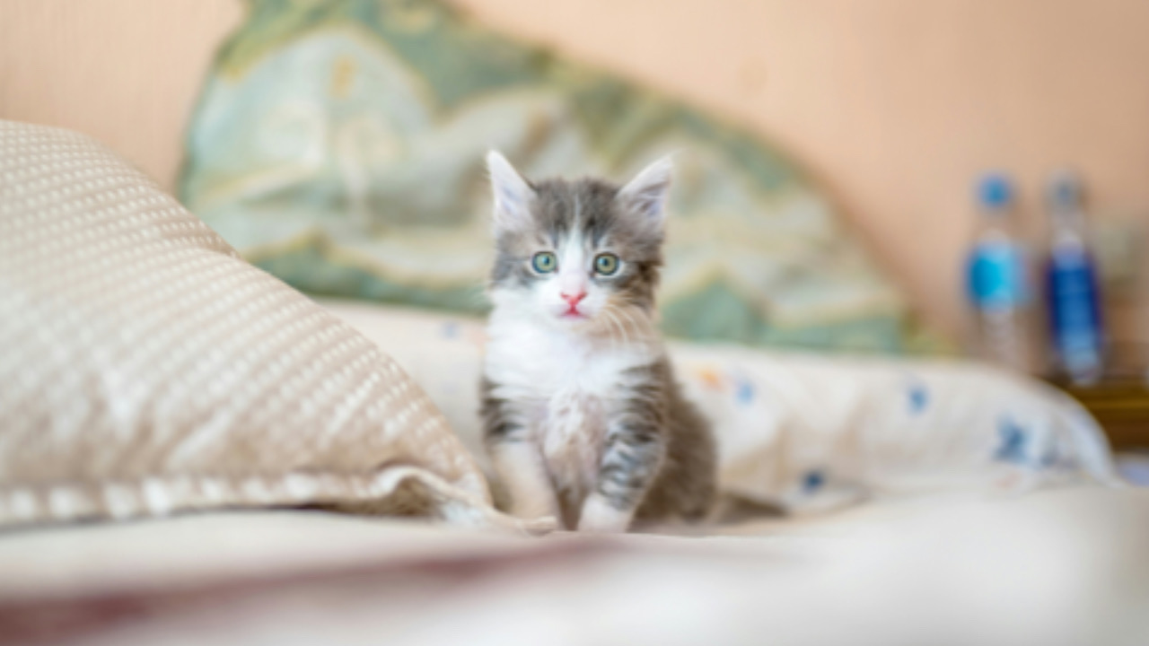 Gatto sul letto