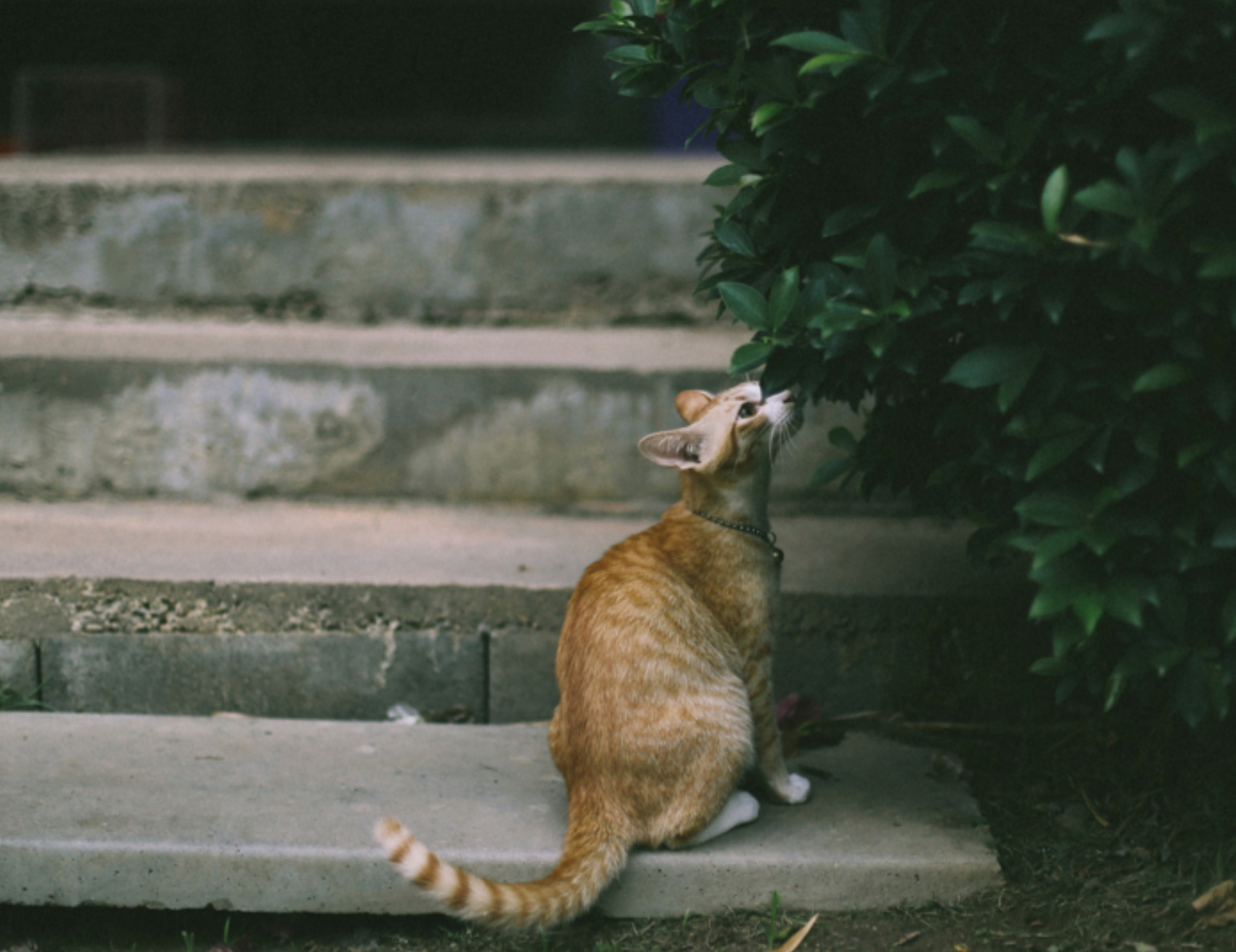 Gatto guarda in alto