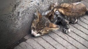 Paralizzato dopo un incidente d’auto, il povero gattino sperava soltanto che il suo dolore finisse presto – Video