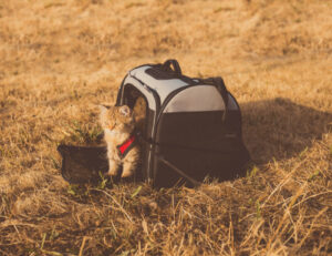 Per quanto tempo possiamo tenere il gatto nel trasportino (anche in viaggio)?