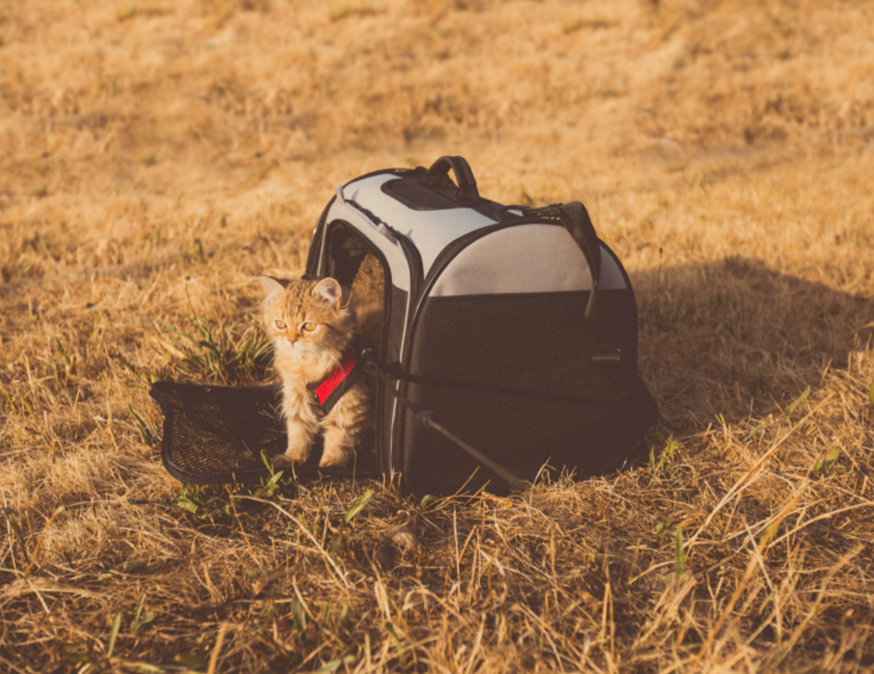 Gatto fuori dal trasportino