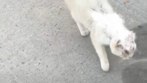 Per via dei continui maltrattamenti questo gatto sembrava ormai un mostro: voleva soltanto amore – Video