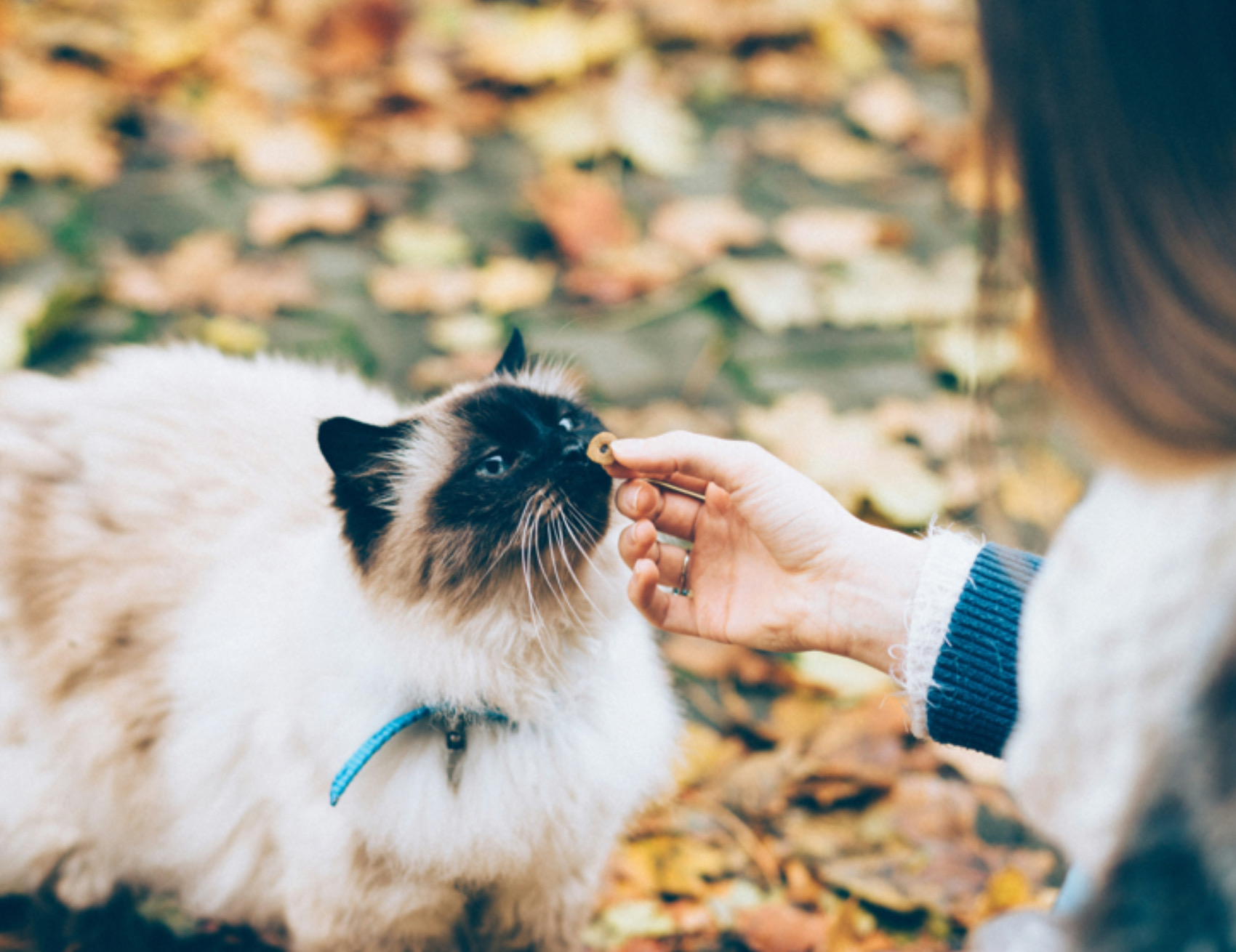 Gatto riceve cibo